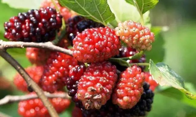 种植果树什么收益好管理方便,种什么果树一年就都有收益