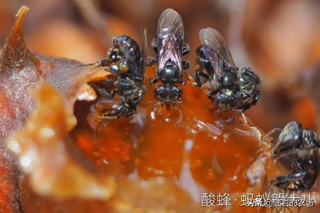 盘点市面五种常见蜂巢