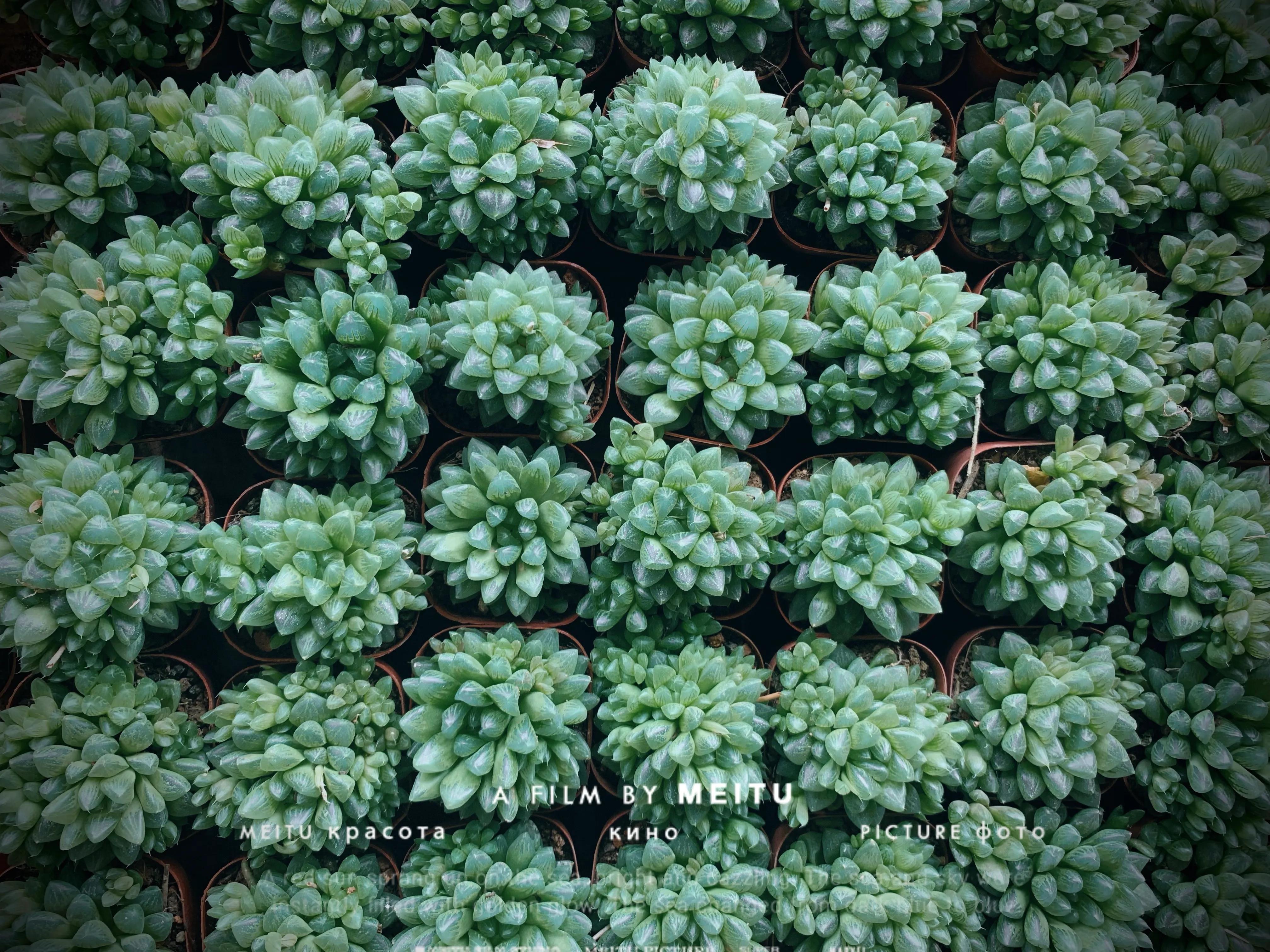 广州芳村岭南花卉市场国庆,广州岭南花卉市场有什么好玩的