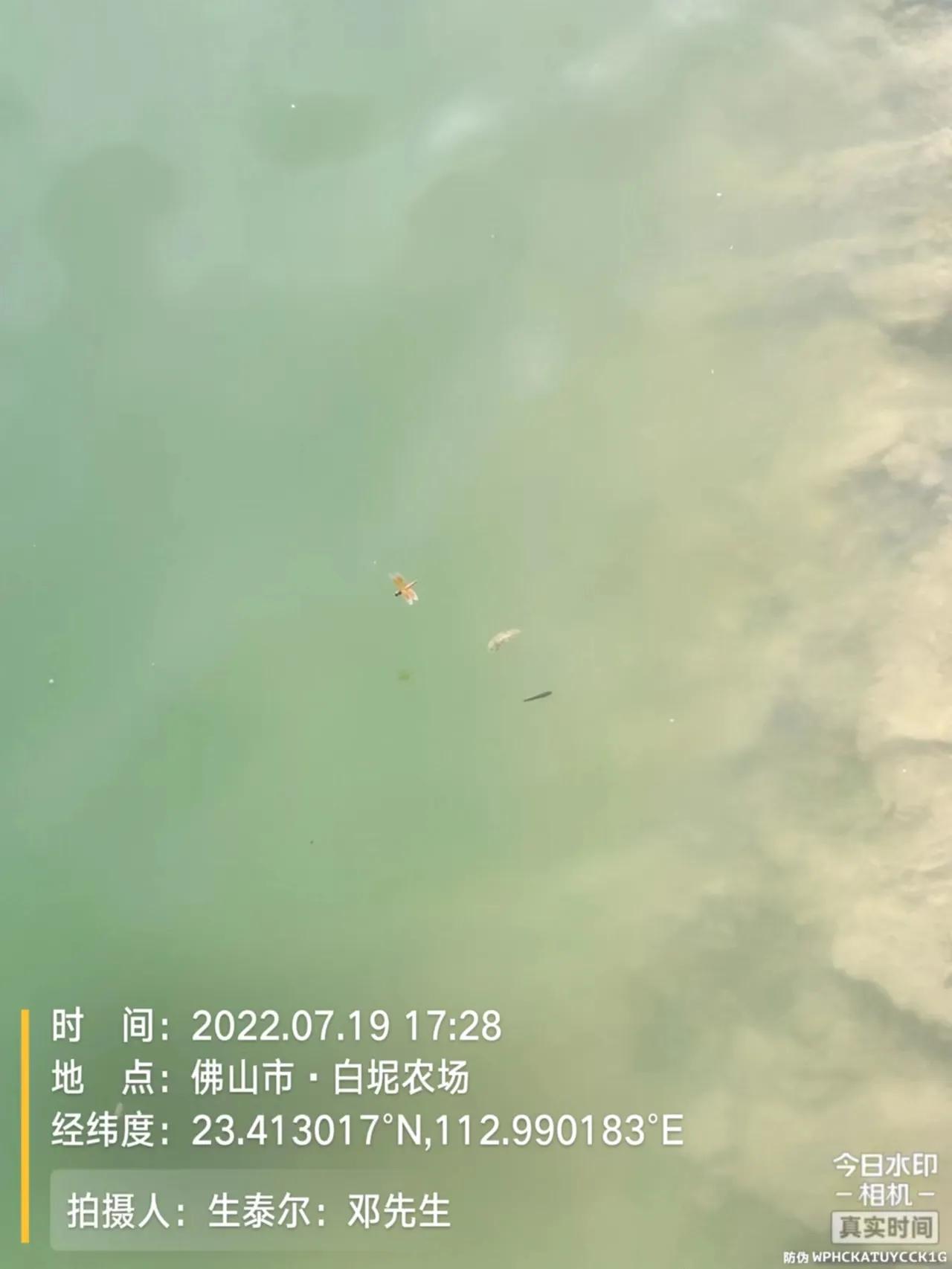 鱼弹状病毒的症状,生鱼子弹状病毒处理方案