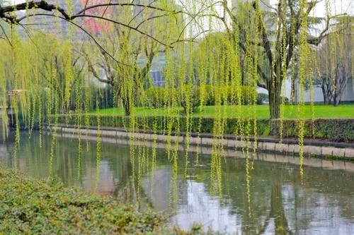七绝春雨十首,七绝春雨寒烟