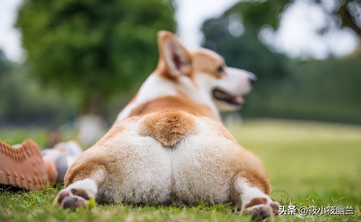 傻傻分不清的几种狗狗,什么狗狗的脾气最好最容易熟悉