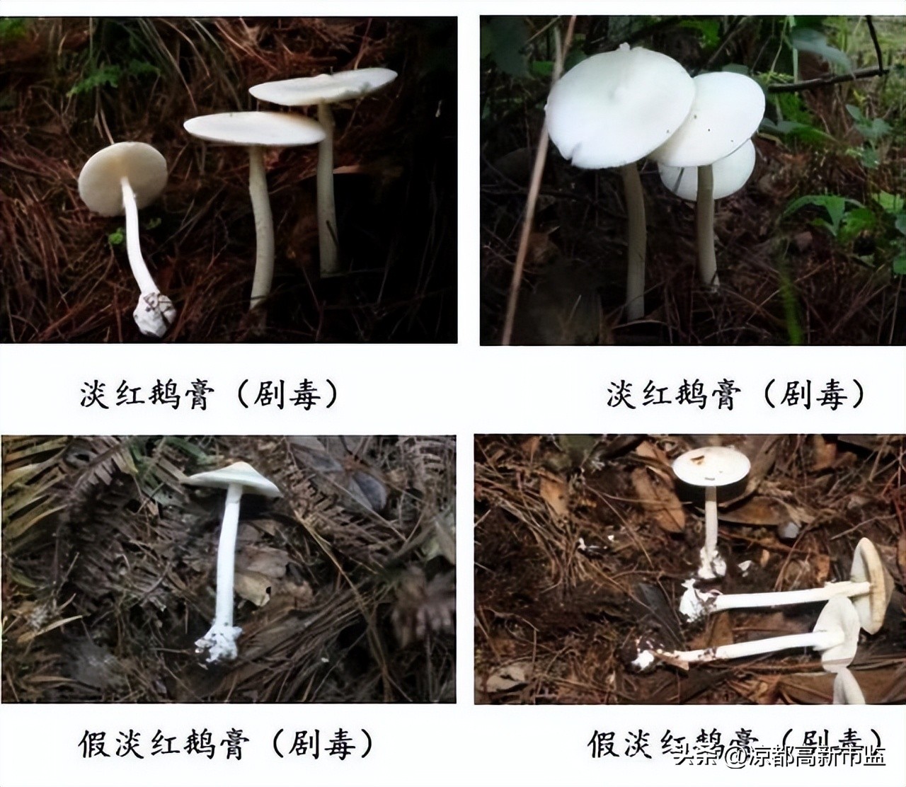 禁止食用有毒野生菌的小口诀,警惕毒蘑菇慎食野生菌
