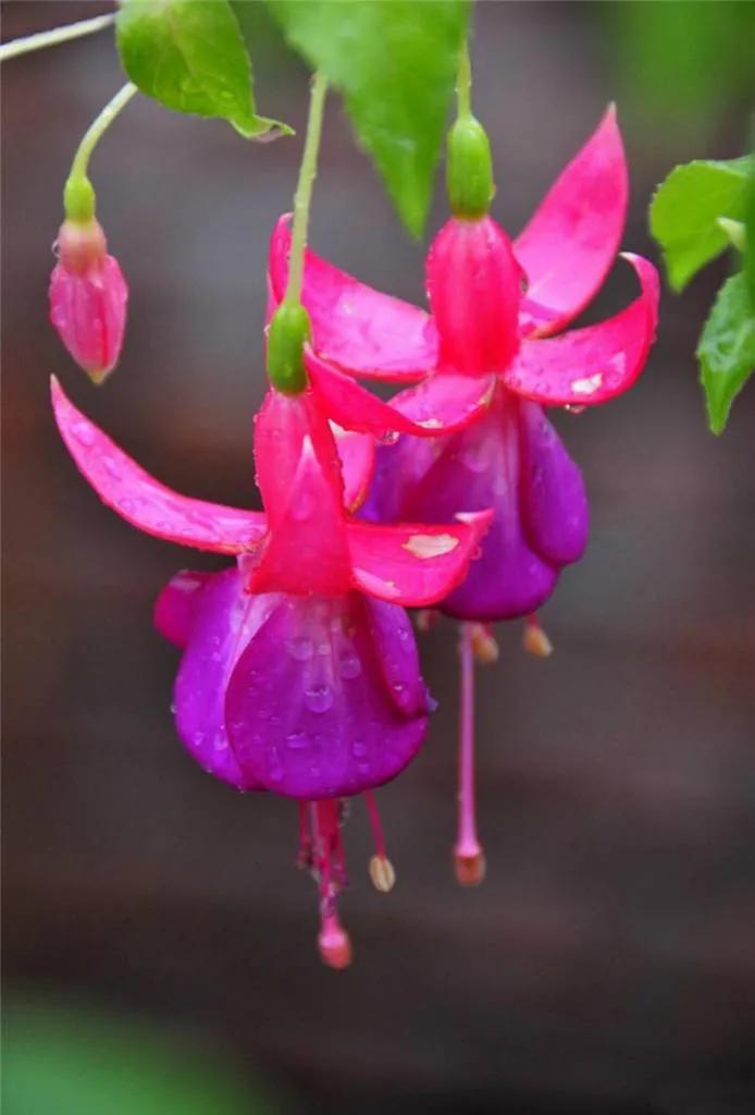 花朵壁纸横版,花朵招财壁纸