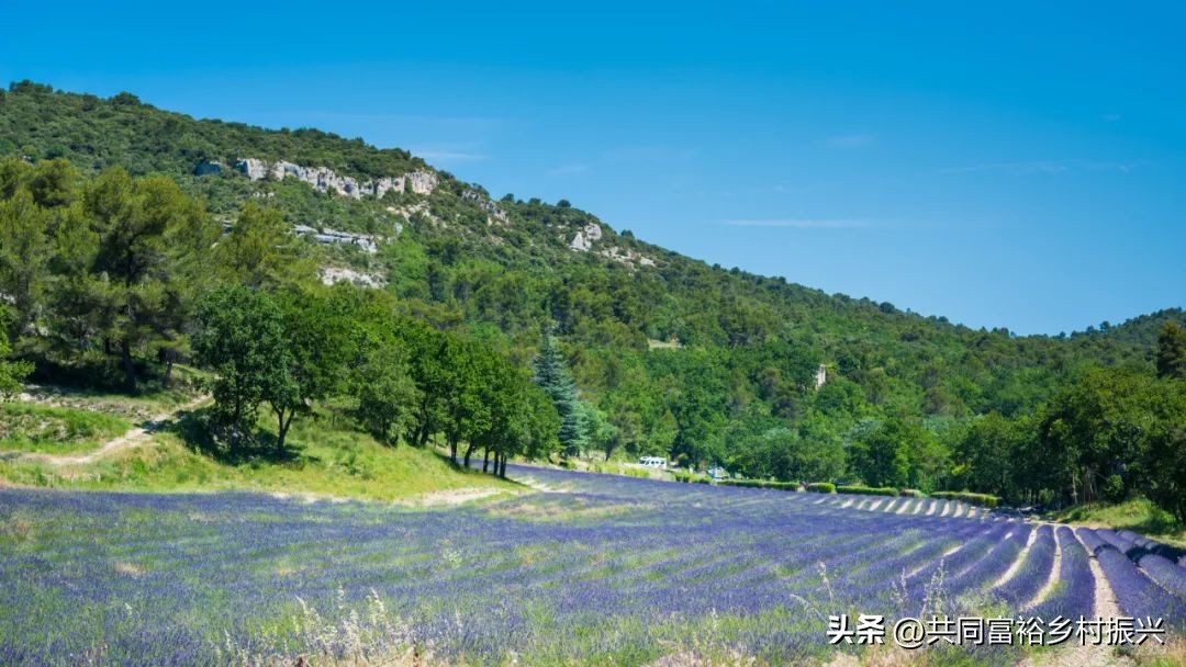 以数字经济助力乡村产业振兴案例,基层党建引领乡村振兴主要案例