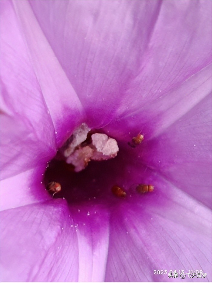 你的柑园布防果蝇未？