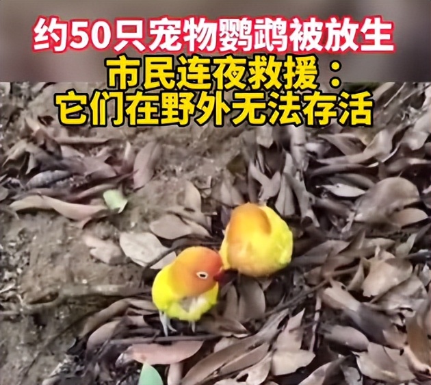 那些胡乱放生的人,那些放生的人都怎么想的