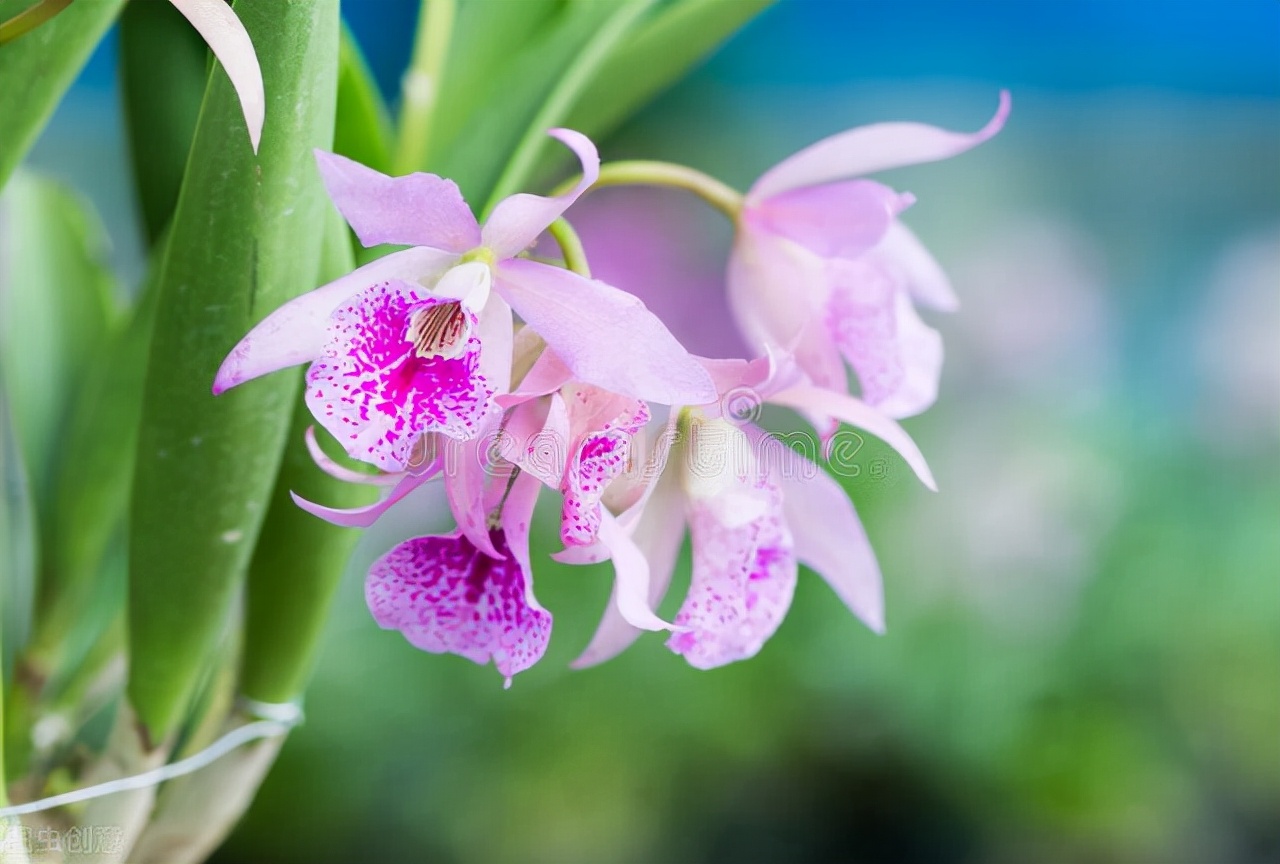中国十大名兰哪种最好看又好养,名兰都是哪些品种