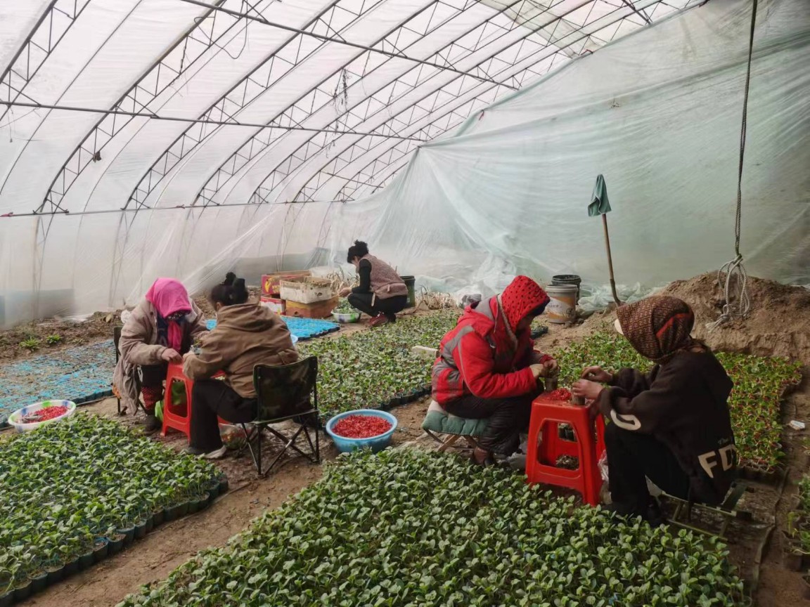 党建引领助春耕凝心聚力促振兴,党建促农民致富增收