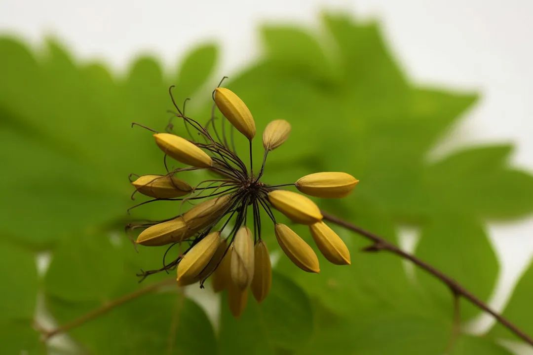 hpv中医怎么调理,hpv中医治疗方案