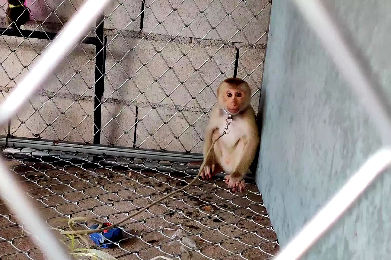 泰国农场仍用猴子摘椰子,泰国猴摘椰子死亡视频