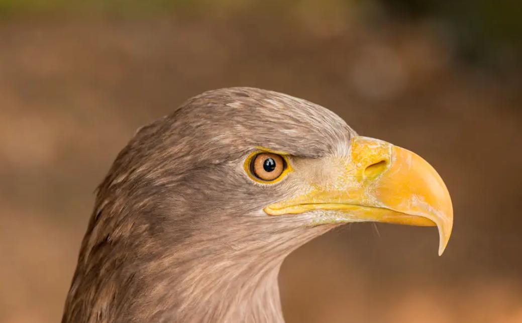 老鹰还能免疫蛇毒？不分品种逮着就吃，毒蛇真的拿老鹰没办法吗？