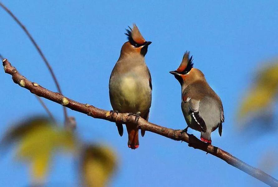 太平鸟图片素材,太平鸟图片大鸟