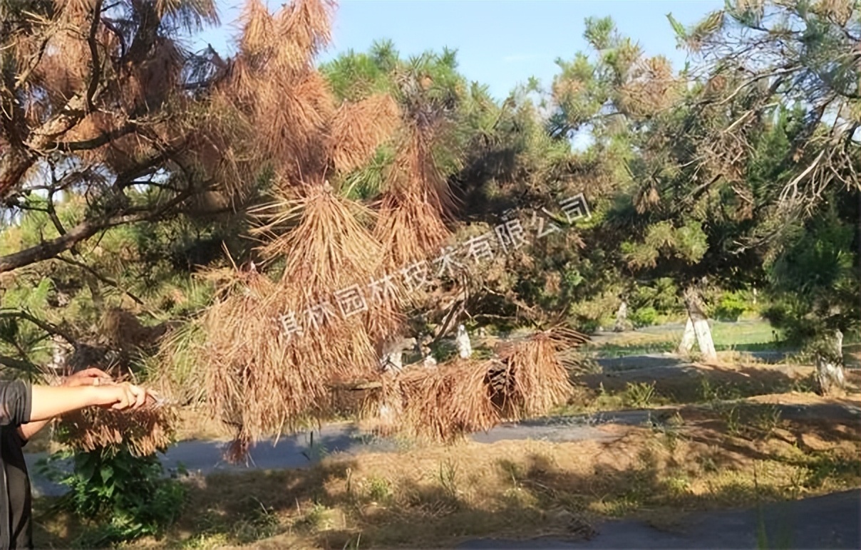 松树针枯病是什么原因,松树枯梢是什么原因