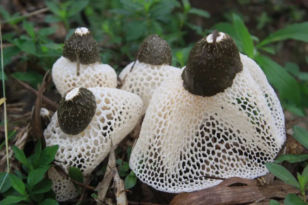 四川大山里有啥名贵药材,四川农村的十大特产