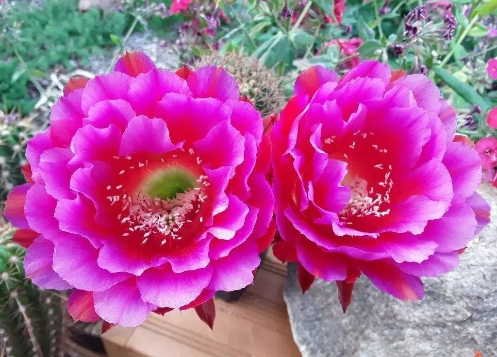 200种·仙人球开花图鉴，大开眼界，美到爆