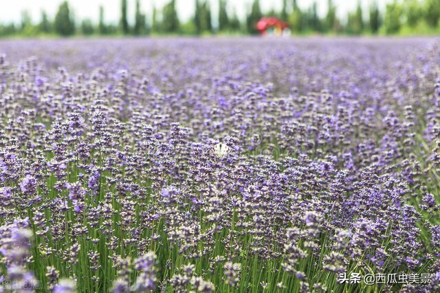 薰衣草之芬芳,熏衣草的美依然存在