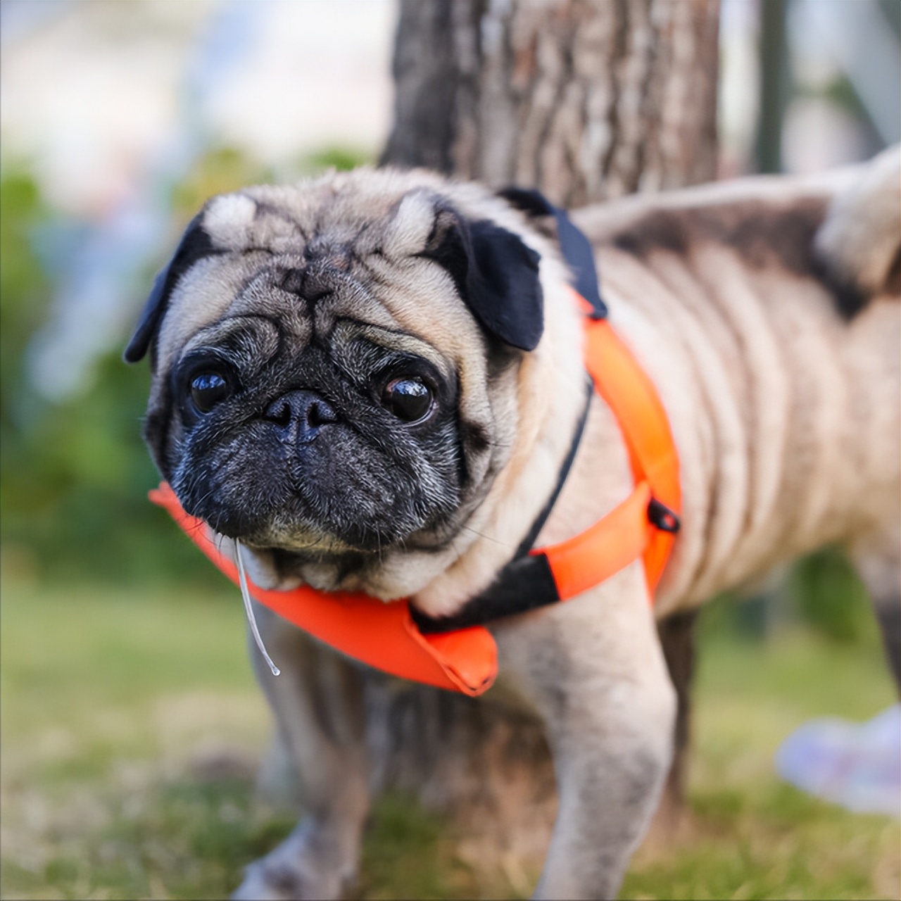 巴哥犬为什么不建议养在家里,养巴哥犬的真实缺点