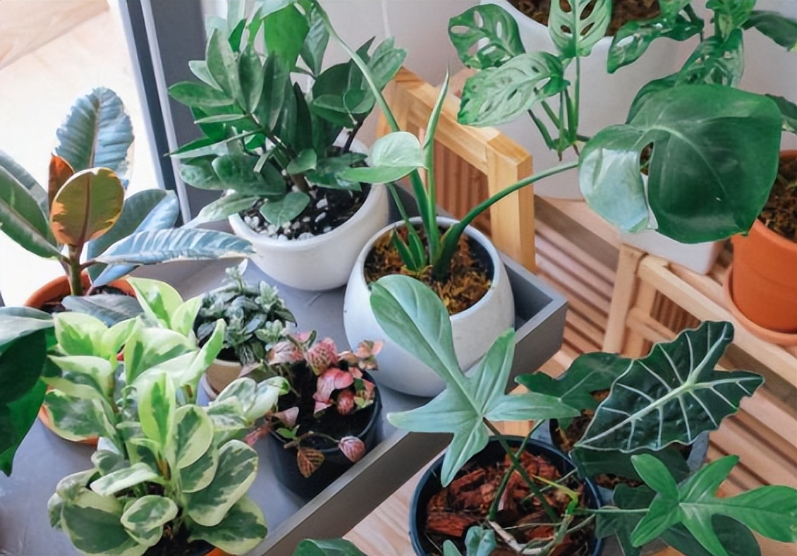 浇水后兰花盆底还是积了少量的水,给花浇水水全部从底部流走