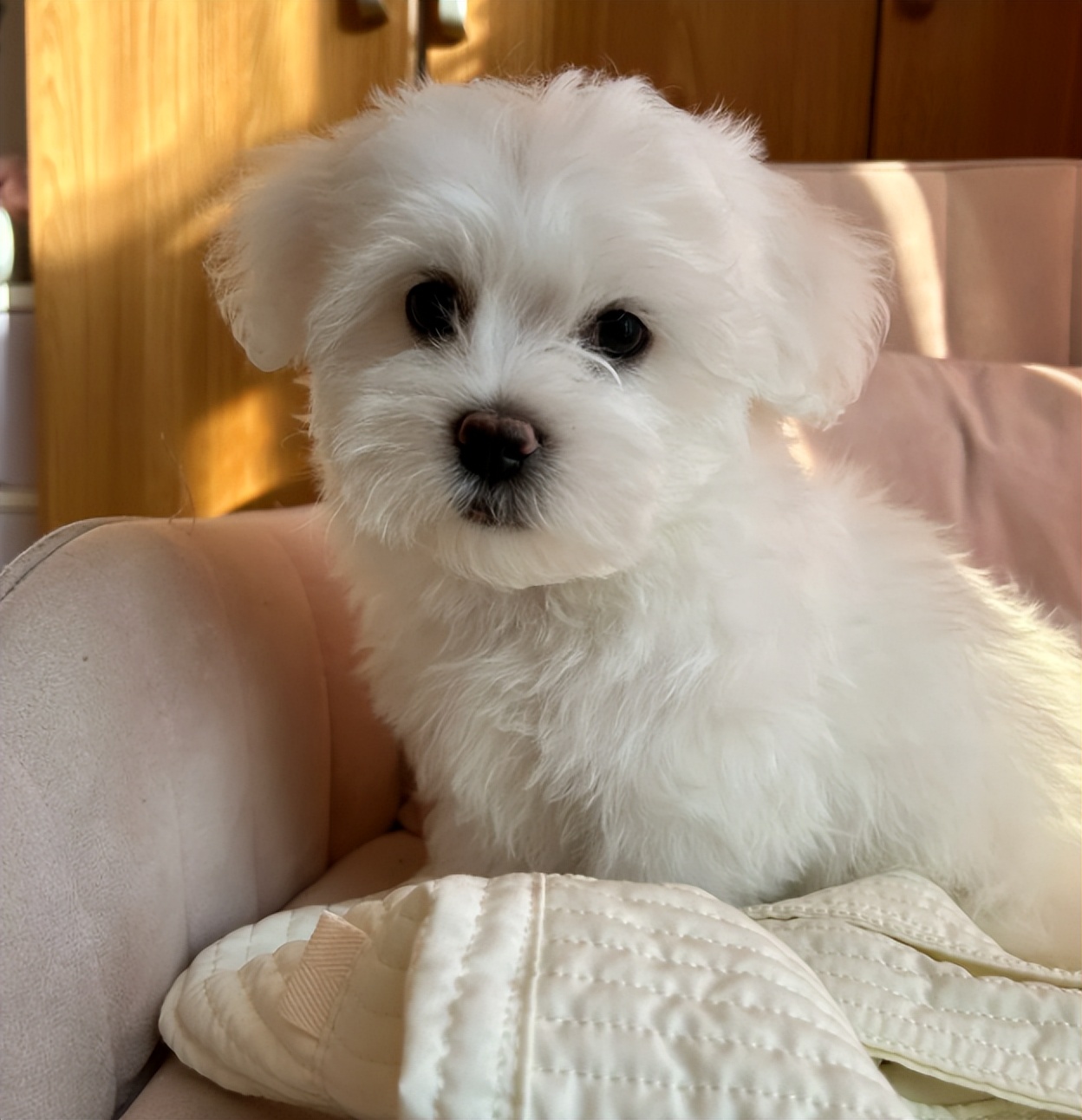 两个多月的比熊关围栏里养好吗,比熊1-12个月喂养方法