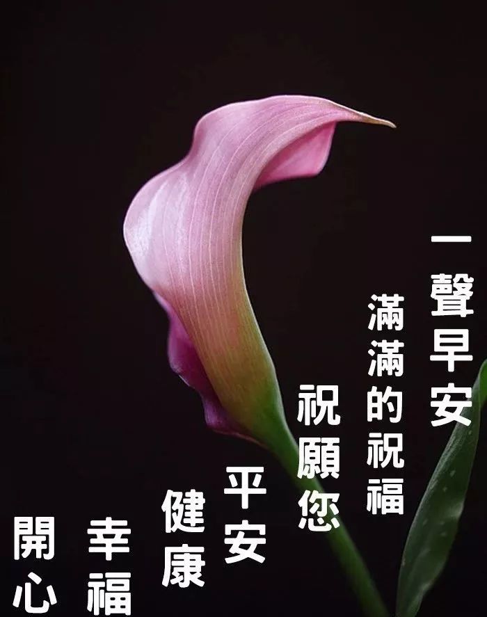 微信很火的早上好问候语阳光图片,早上好微信祝福图片大全