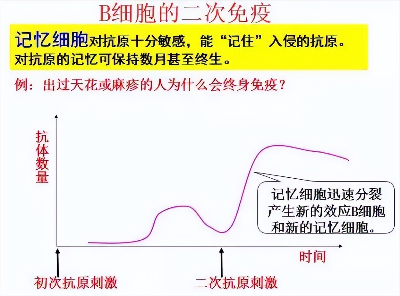 生物高中知识点免疫调节,高中生物免疫调节精讲视频
