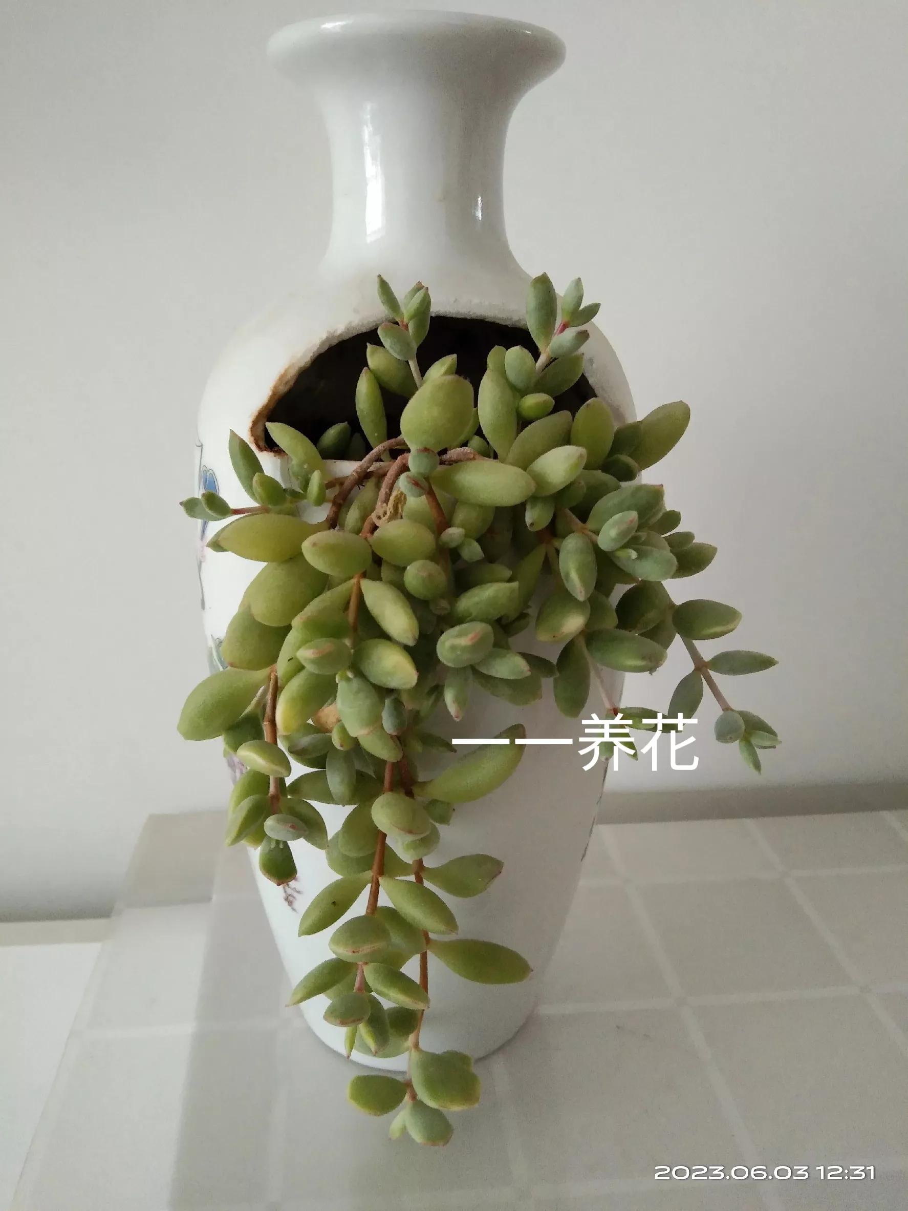 用过酒瓶能养花吗,用酒瓶养花养什么花