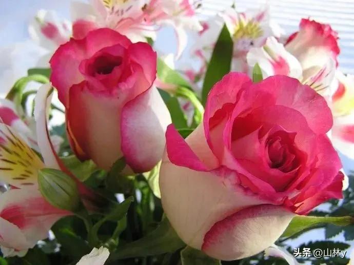 十大绝美花朵,绝美花朵视频