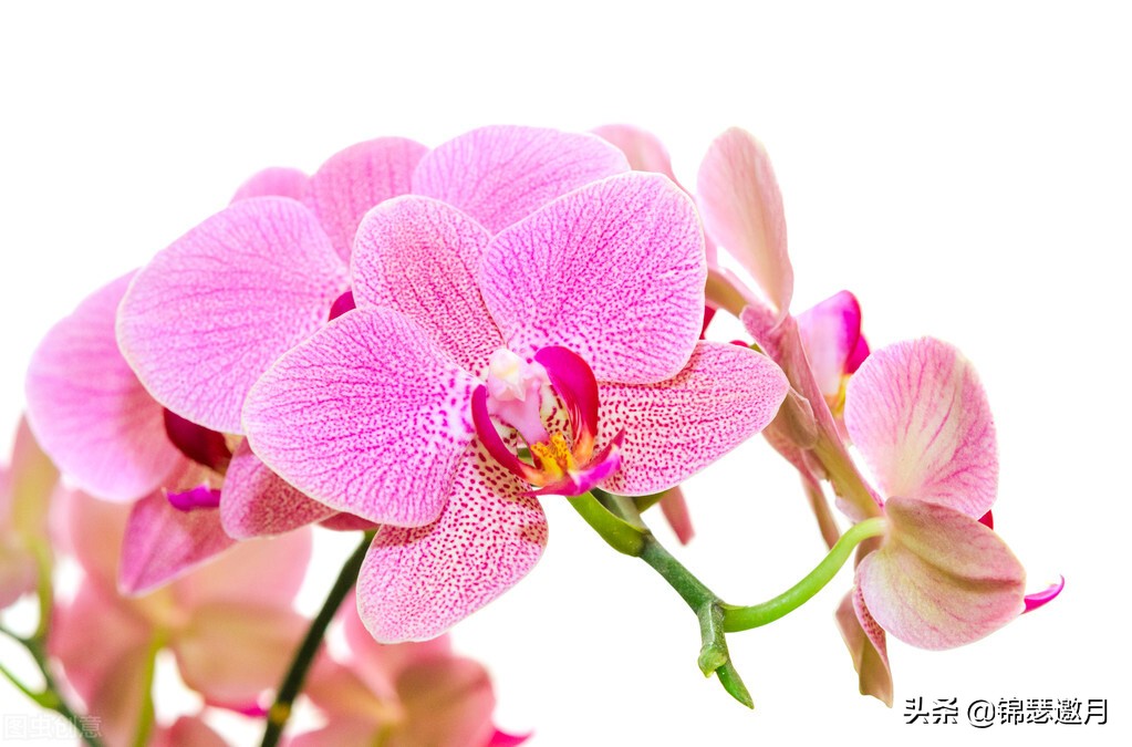 春兰奇蝶花图片,春兰花园美图欣赏