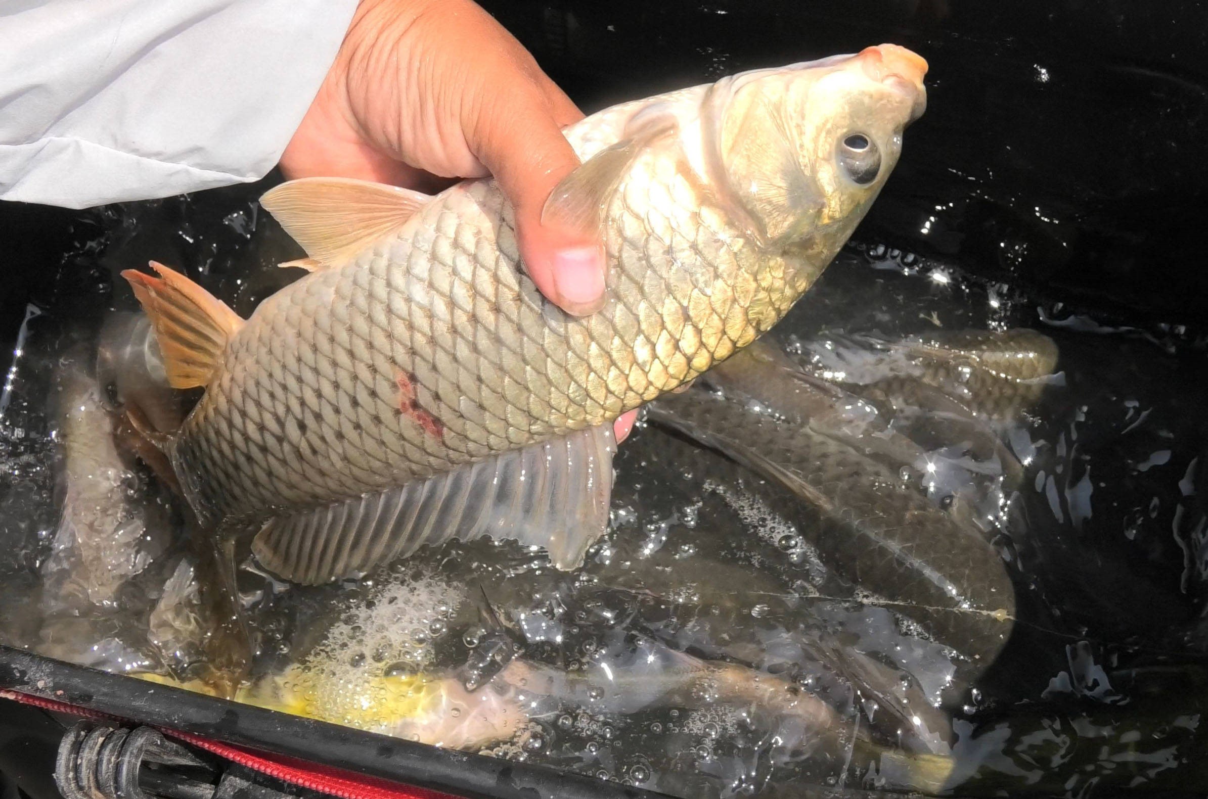 用玉米野钓鲤鱼不开口怎么办,野钓鲤鱼有口不中鱼原因解读