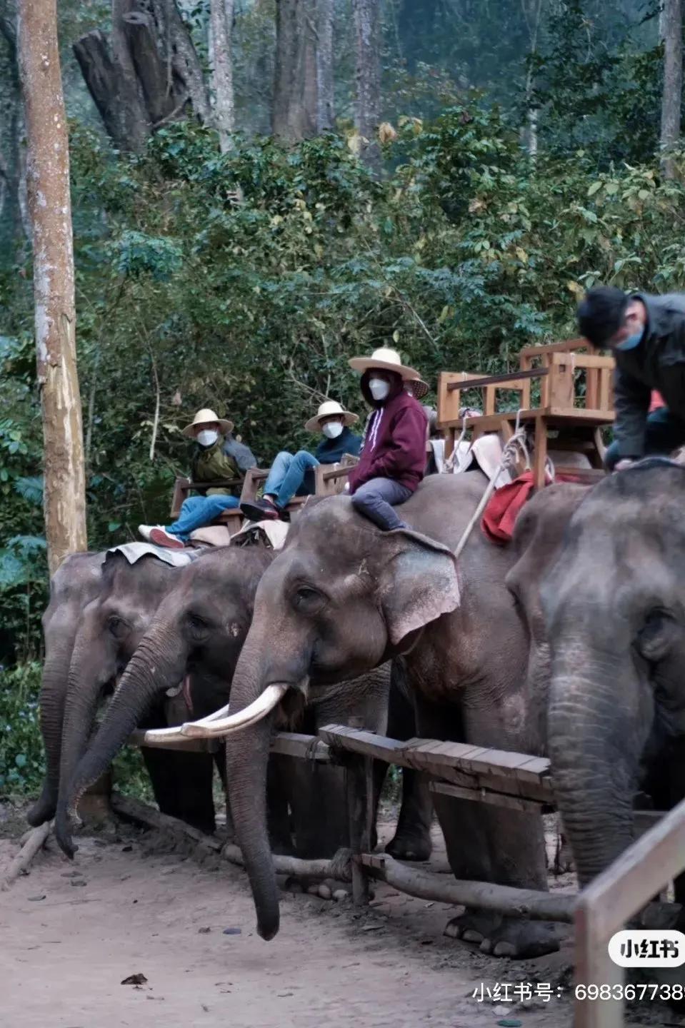 大象被铁链拴住,野象谷用针扎大象