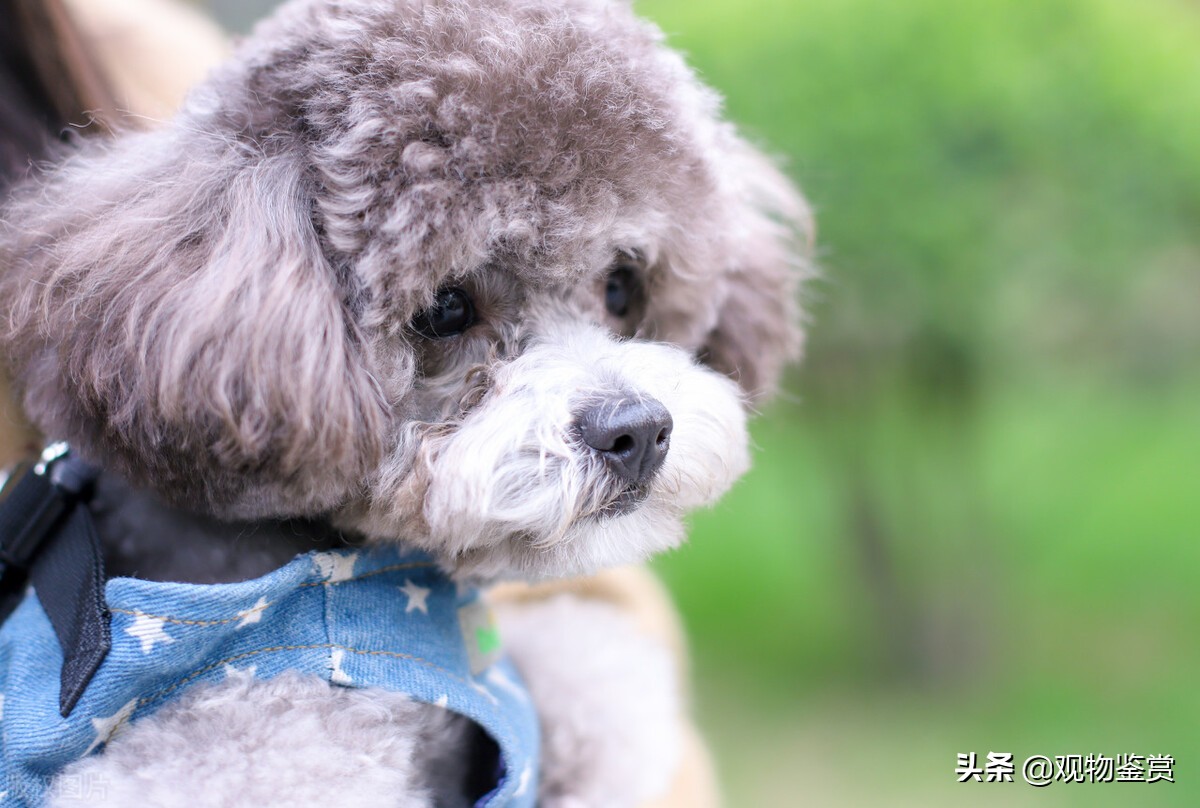 泰迪是什么类,小型泰迪属于什么犬系的