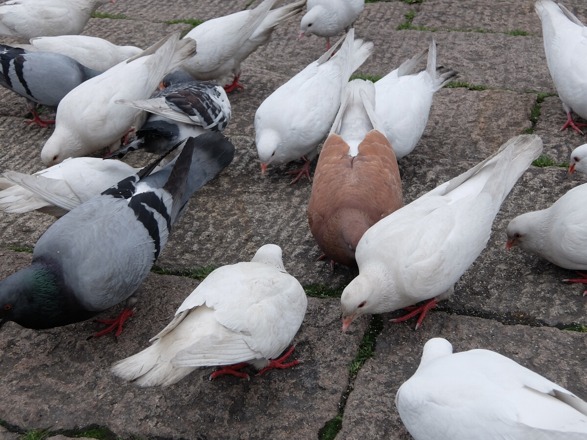 红豆的忧伤散文,红豆散文征稿