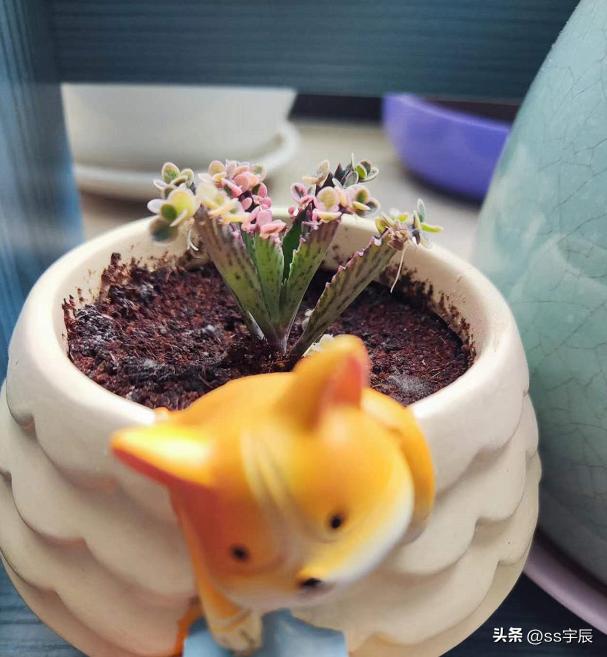 落地生根不死鸟的片叶能种吗,不死鸟多肉怎么养成老桩