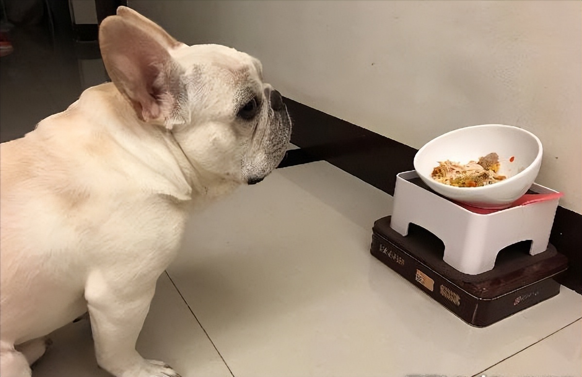 为啥“法斗”越来越受欢迎？宠主：养了看不上其他狗