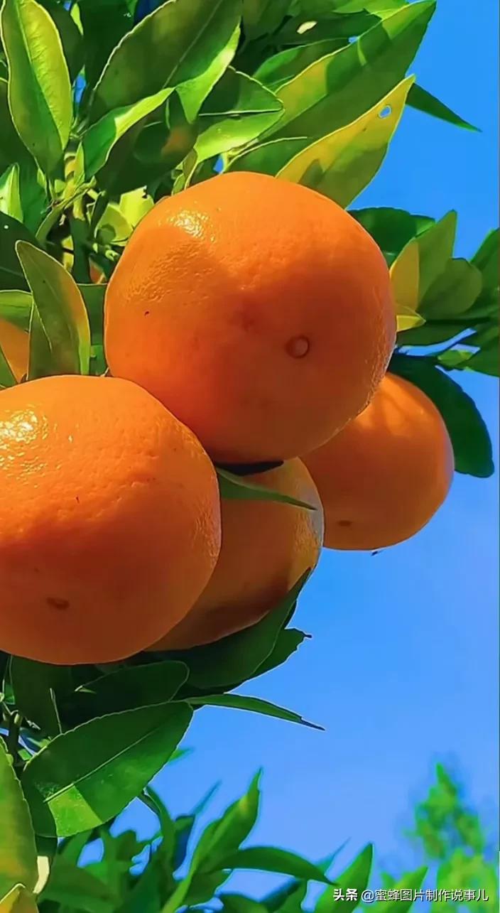 壁纸美图,各种水果,果香四溢,酸甜可口,丰收的喜悦