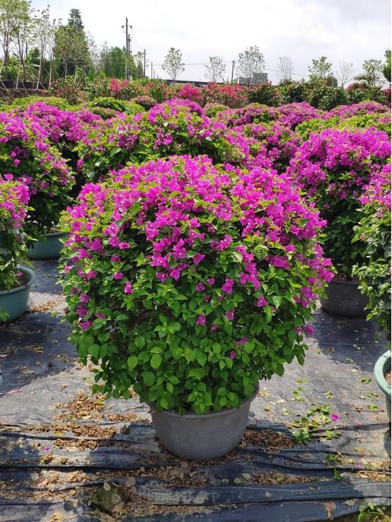 那些被我们忽略的风景,球球景观