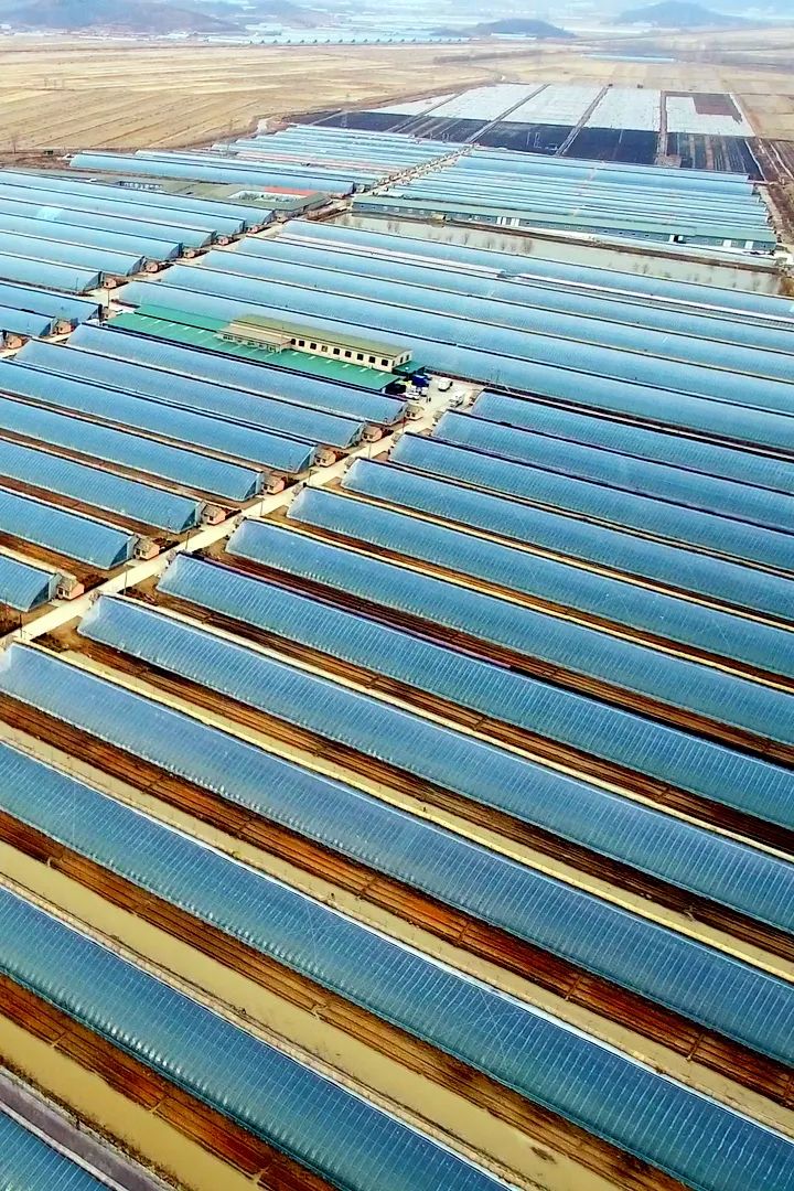 东港草莓,东港草莓市场份额