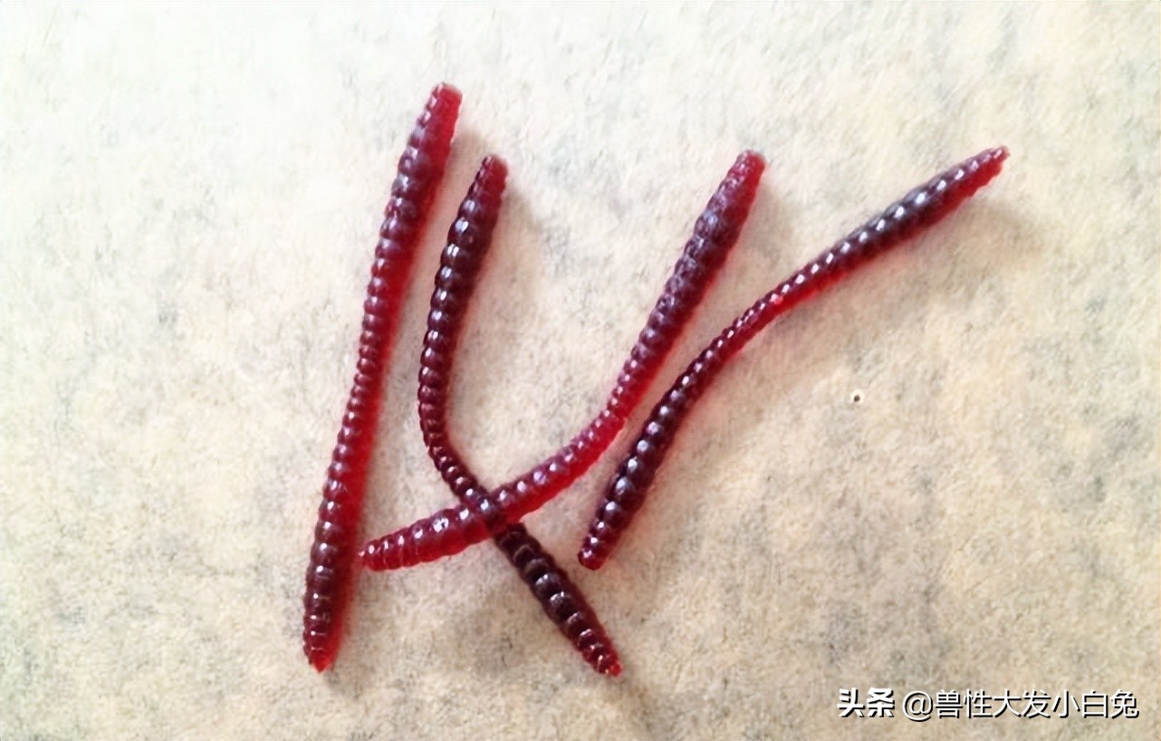 路亚饵的介绍大全,软饵路亚翘嘴