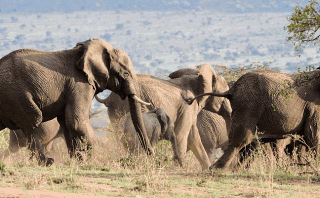 藏獒在猛犬界的地位,曾经火爆的藏獒