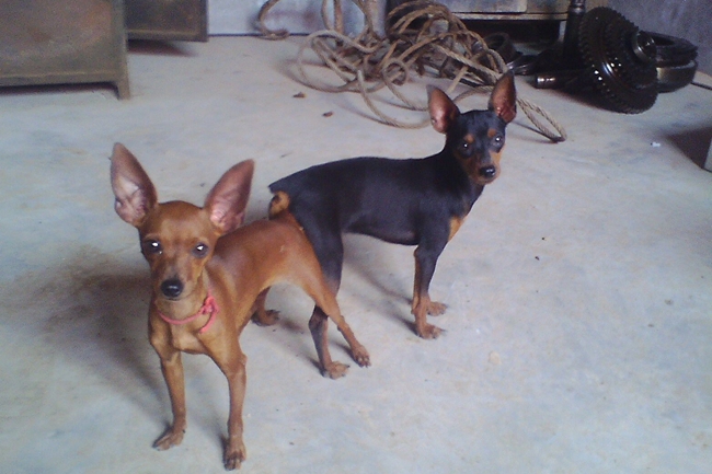 小鹿犬呕吐不吃喝没精神,小鹿犬不爱吃食怎么回事