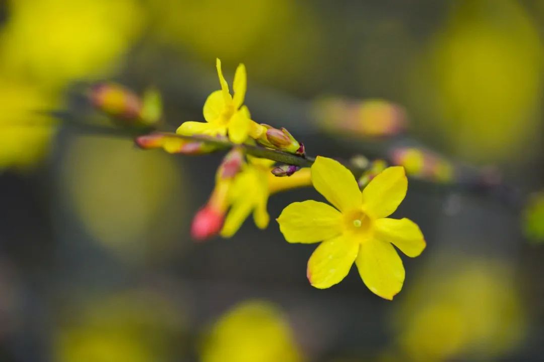 10首最美的春日诗词鉴赏,绝美春日诗十首