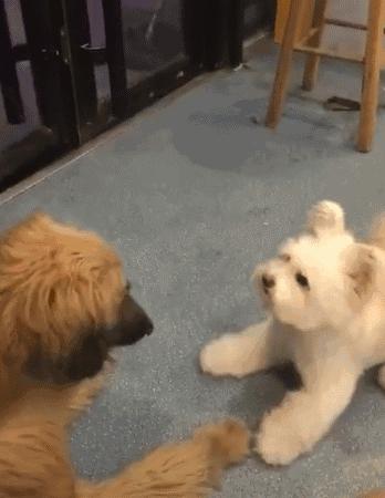 上狗区域禁养犬名单,哪些狗不在禁养犬名单