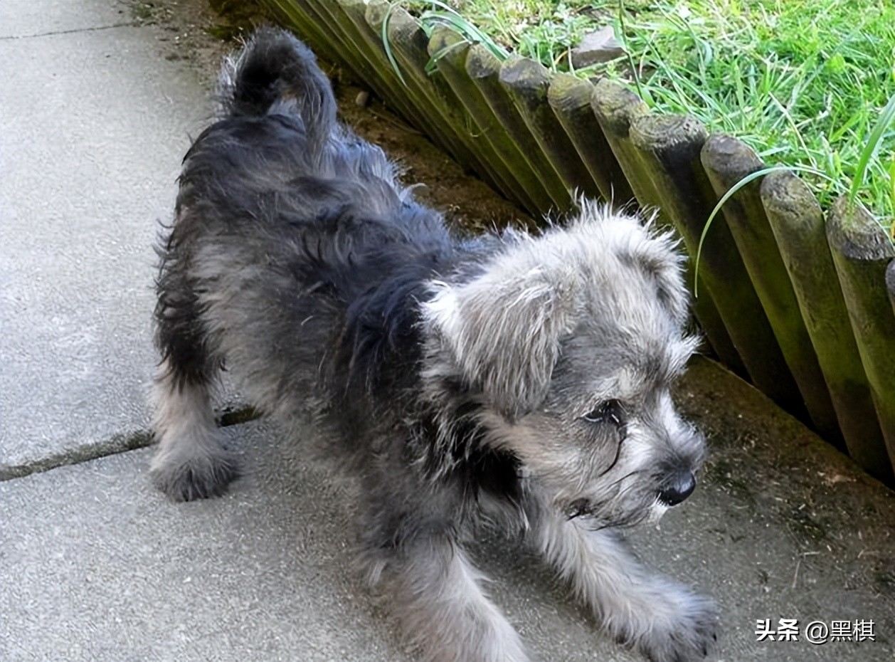 不同狗狗发情期的表现不一样，快来看看你家狗狗即将发情的样子。