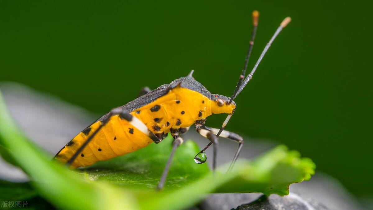打屁虫的屁喷在皮肤上怎么办,打屁虫灼伤皮肤怎么办