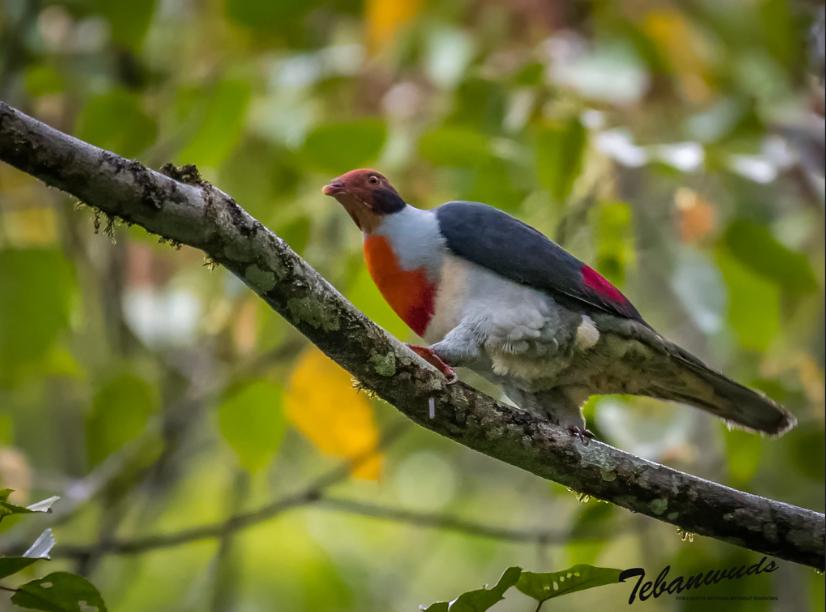 关于鸽子的15个冷知识,小鸽子小常识