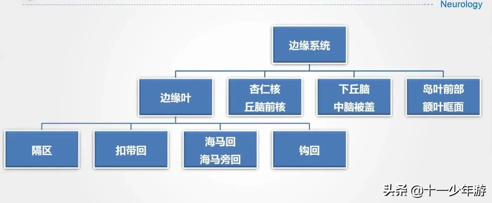 大脑的结构解剖示意图,大脑镰下疝解剖结构