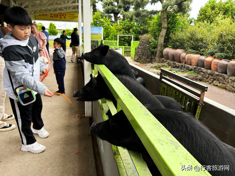 韩国济州岛和美国夏威夷,济州岛游玩