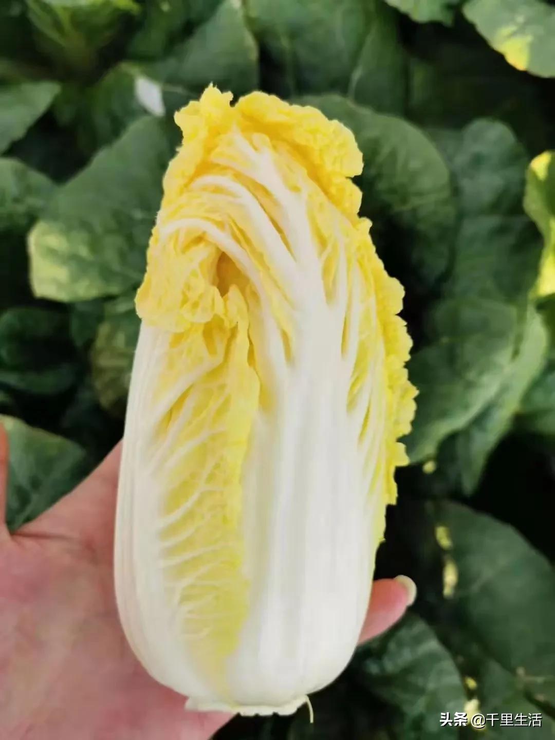 云南高山黄心白菜娃娃菜,云南哪里种娃娃菜