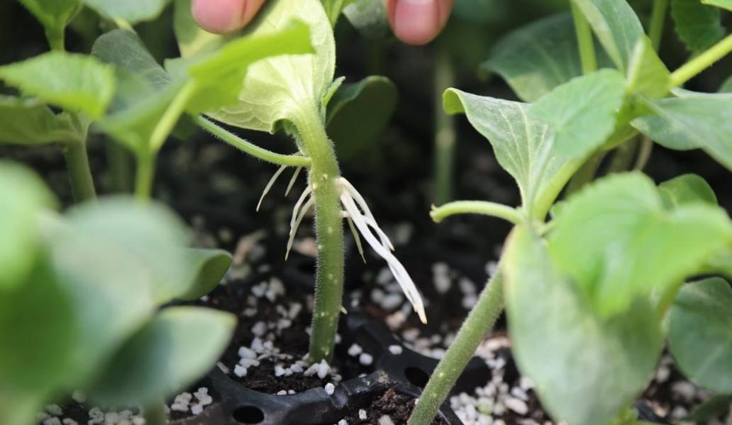 大棚高密度黄瓜和苦瓜种植技术,黄瓜和苦瓜能套种吗